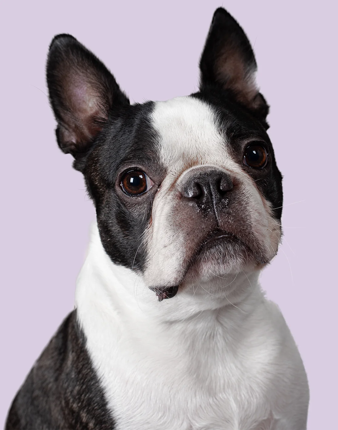 White Dog