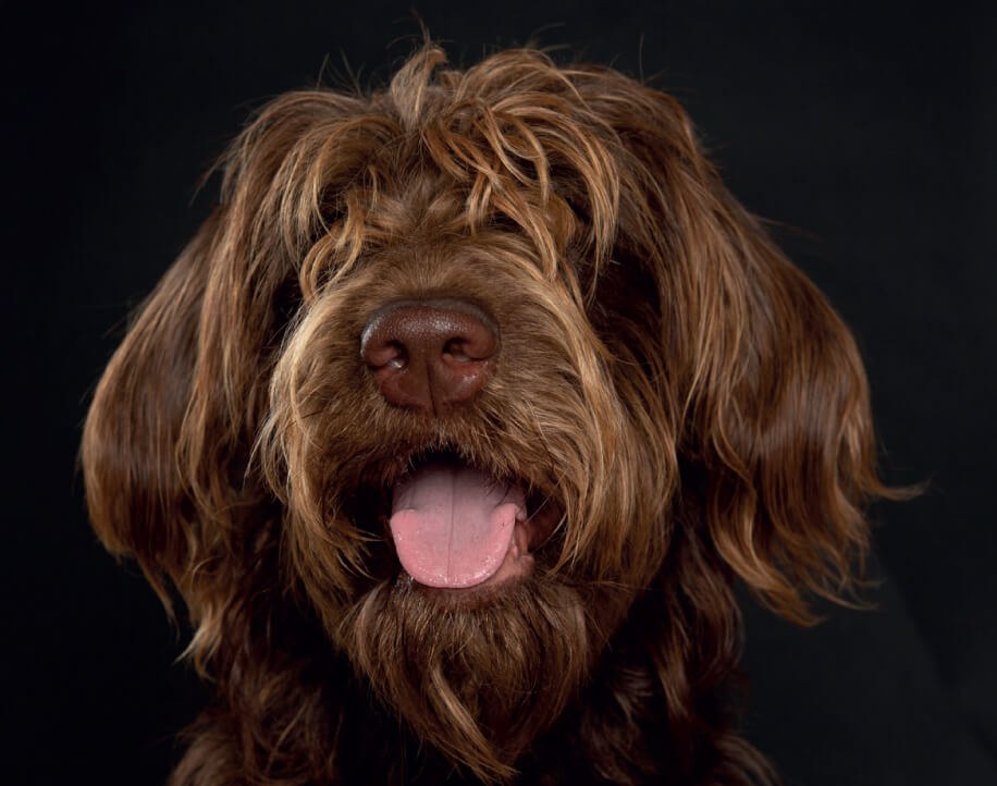 Dog in need of a summer trim