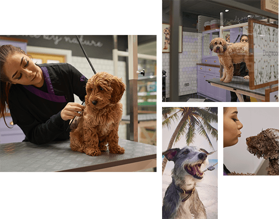 A dogwood groomer attends to a dog, showing it off to the camera.