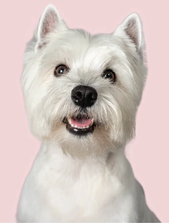 White Dog
