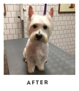The same dog as before but now much neater, with the caption 'After'
