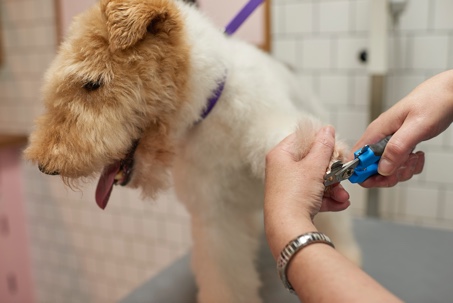 A dog being pampared by a member of the Doogwood spa staff